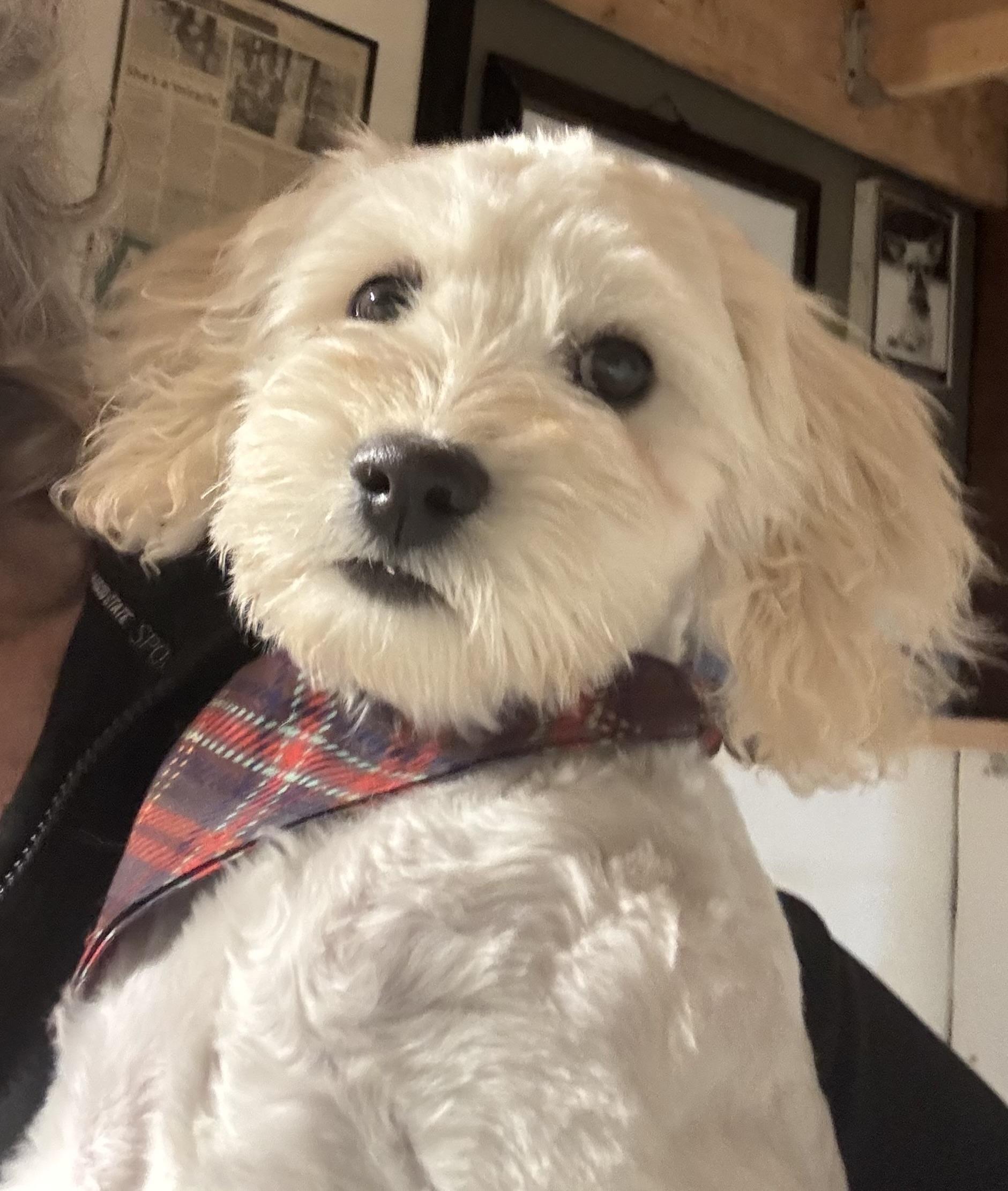 Enlarge Honey Pie, an adopted Maltipoo in Thousand Oaks, CA image 4/6