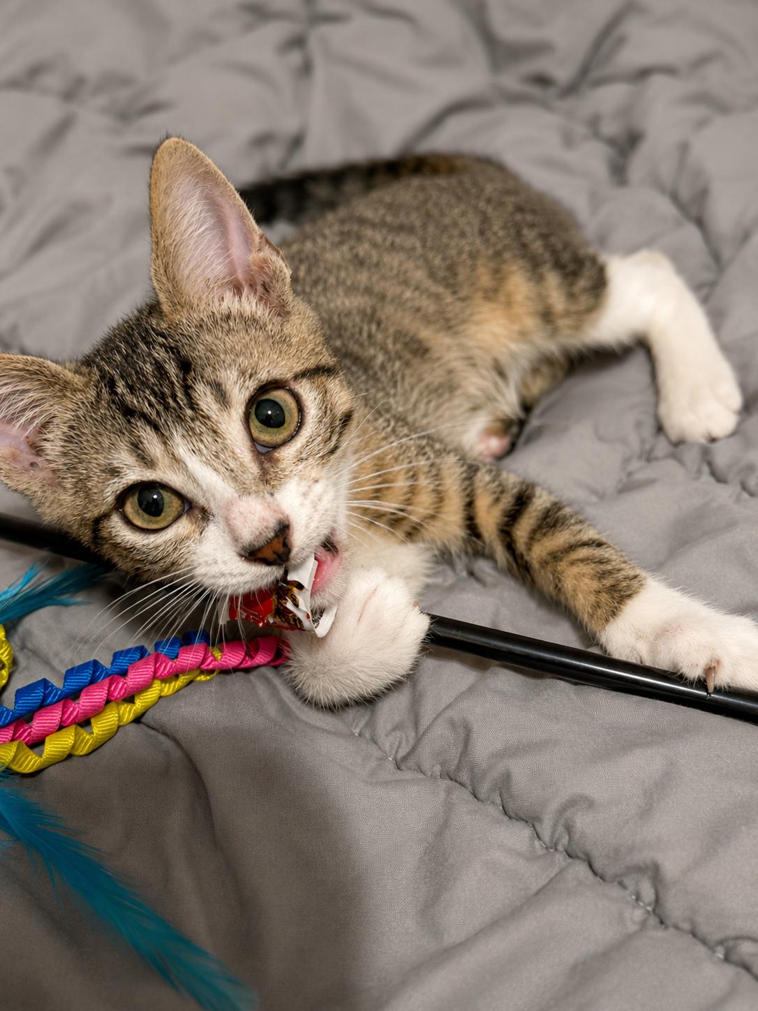 Ranger and Rosie, Adoptable, Kitten Male Domestic Short Hair.