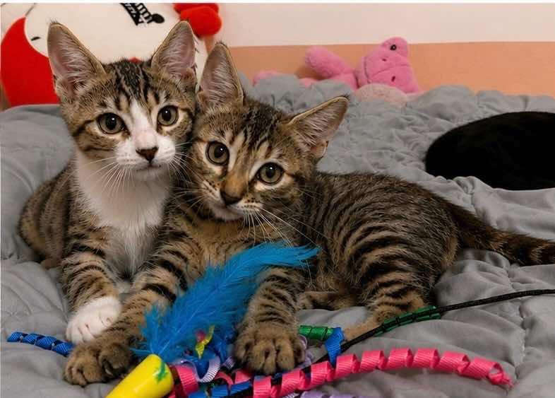 Enlarge Ranger and Rosie, a Adoptable Domestic Short Hair in Houston, TX image 3/6