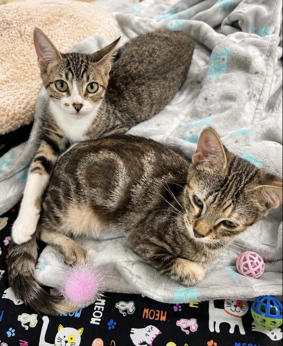 Enlarge Ranger and Rosie, a Adoptable Domestic Short Hair in Houston, TX image 4/6