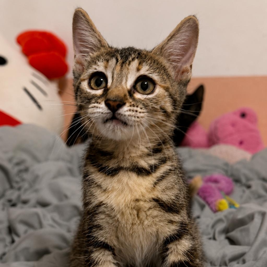 Enlarge Ranger and Rosie, a Adoptable Domestic Short Hair in Houston, TX image 6/6