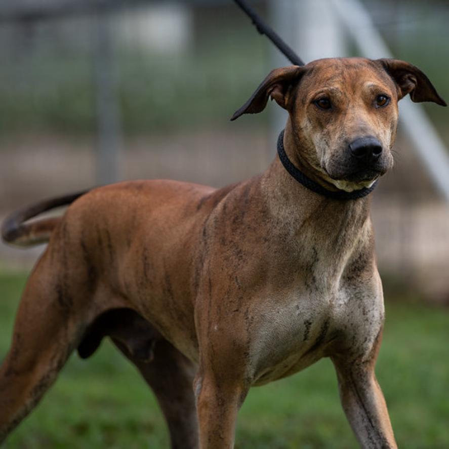 Will-E JuM, an adoptable Plott Hound, Shar-Pei in Austin, TX, 78701 | Photo Image 2