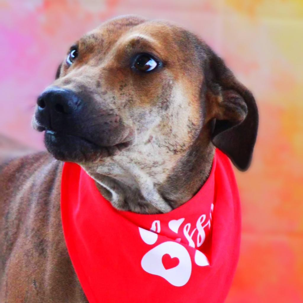 Will-E JuM, an adoptable Plott Hound, Shar-Pei in Austin, TX, 78701 | Photo Image 1