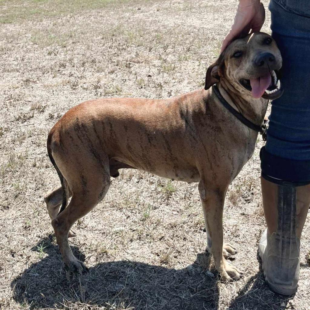 Will-E JuM, an adoptable Plott Hound, Shar-Pei in Austin, TX, 78701 | Photo Image 5