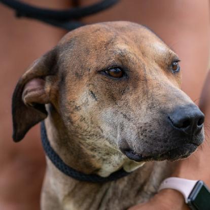 Will-E JuM, an adoptable Plott Hound, Shar-Pei in Austin, TX, 78701 | Photo Image 4