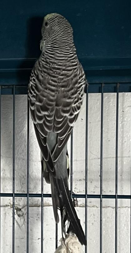 Enlarge Gio, a Adoptable mixed breed in Simcoe, ON image 1/1