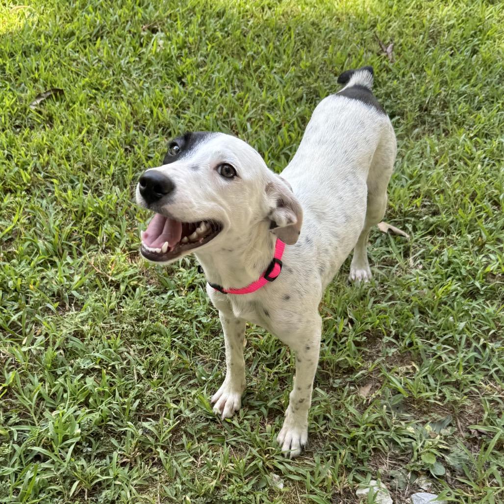 Pink, Adoptable, Young Female Mixed Breed & None.