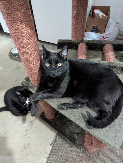 Robin, a Adoptable Domestic Short Hair in El Dorado Hills, CA image 3/3