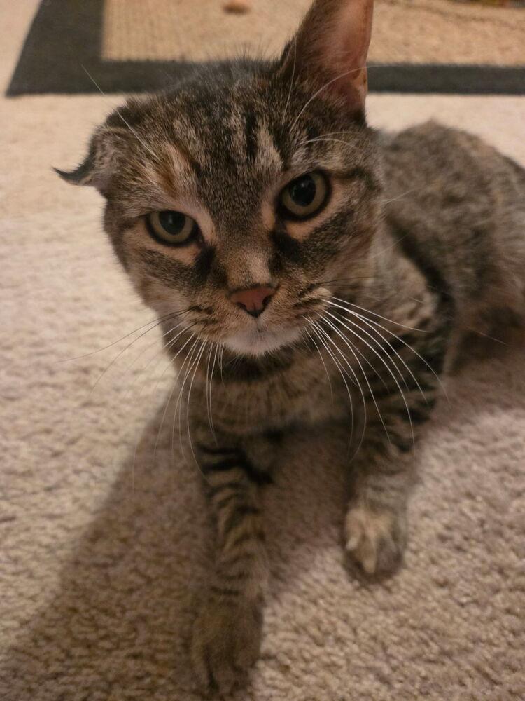 Kaia, Adoptable, Adult Female Domestic Short Hair.
