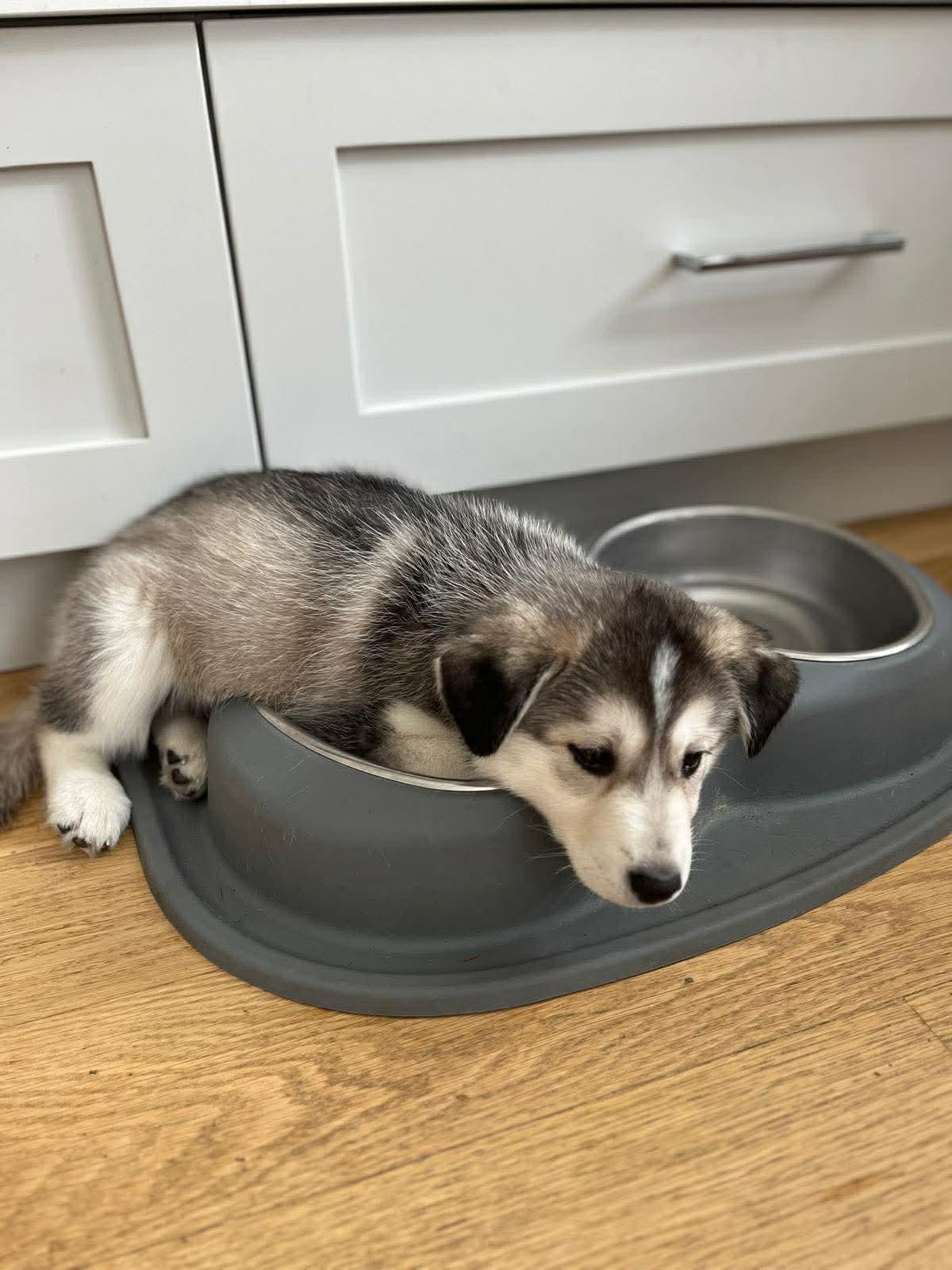 Enlarge Smoky, an adopted mixed breed in Toronto, ON image 4/4