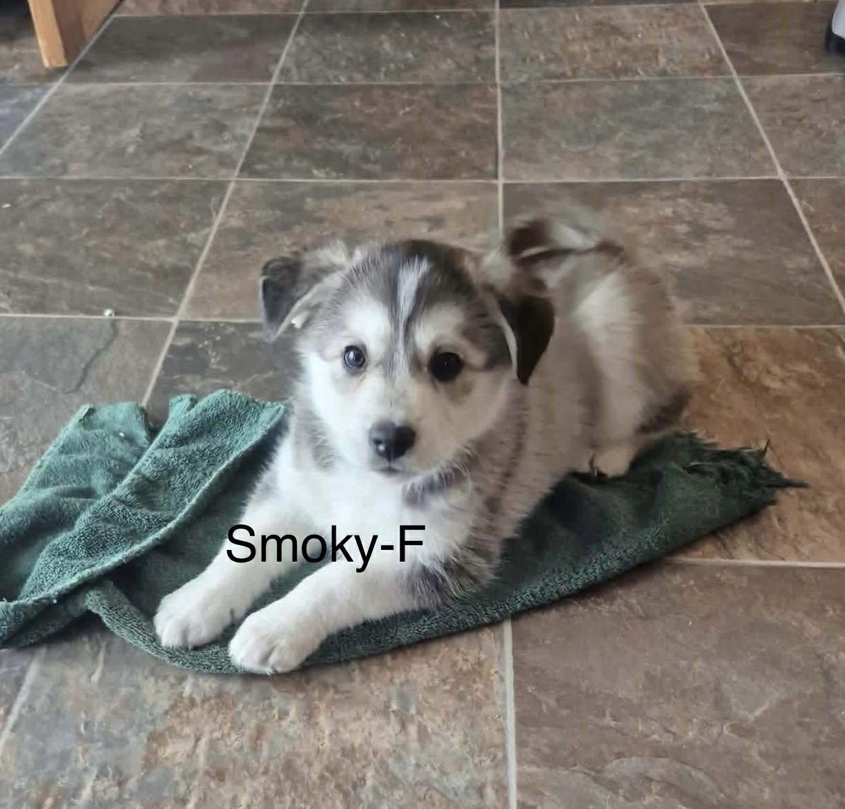 Enlarge Smoky, an adopted mixed breed in Toronto, ON image 1/4
