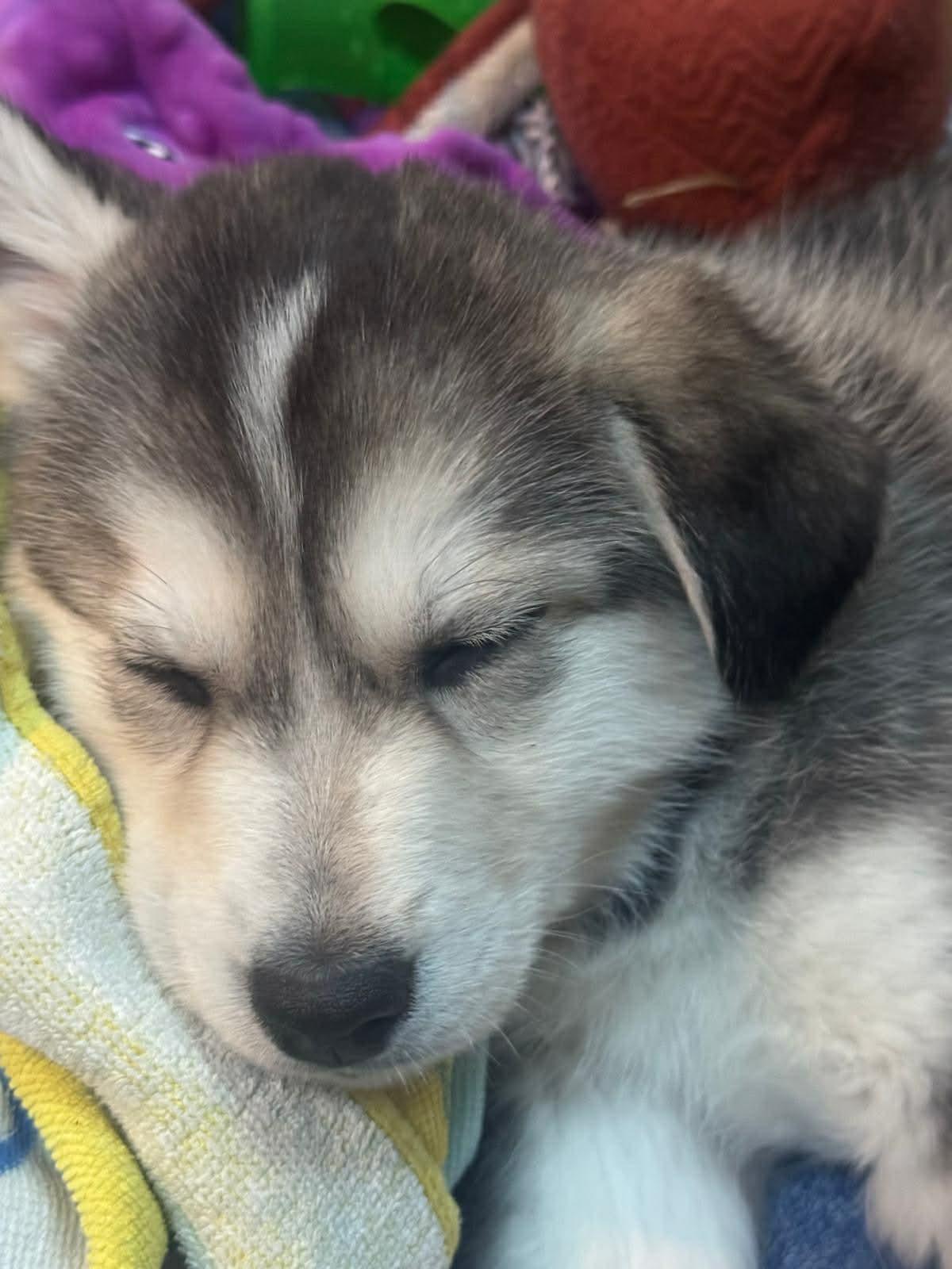 Enlarge Smoky, an adopted mixed breed in Toronto, ON image 2/4