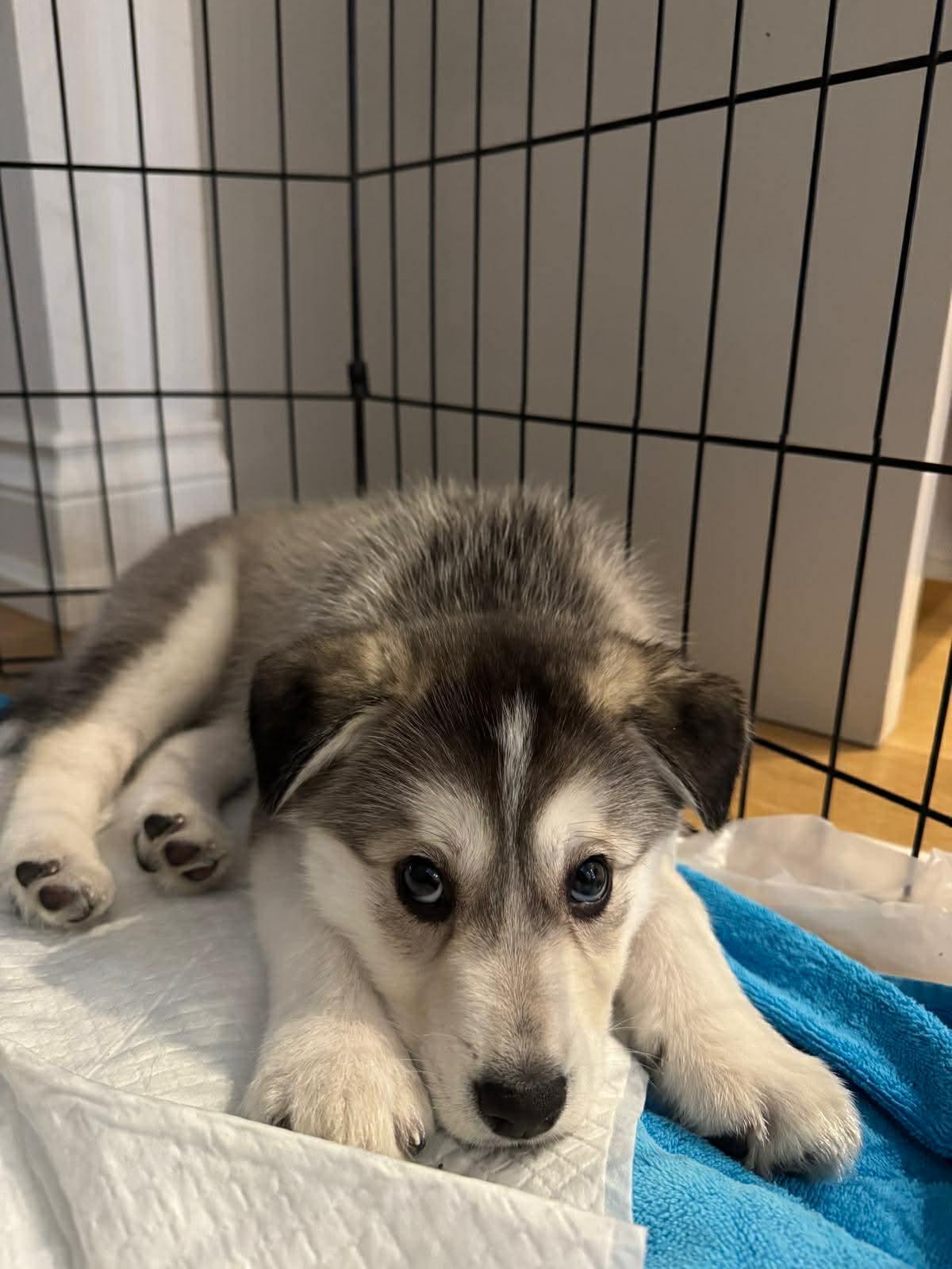 Enlarge Smoky, an adopted mixed breed in Toronto, ON image 3/4