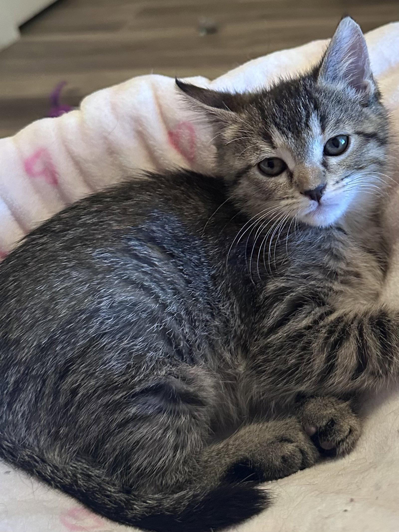Angelique ( Monica), Adopted, Kitten Female Tabby.