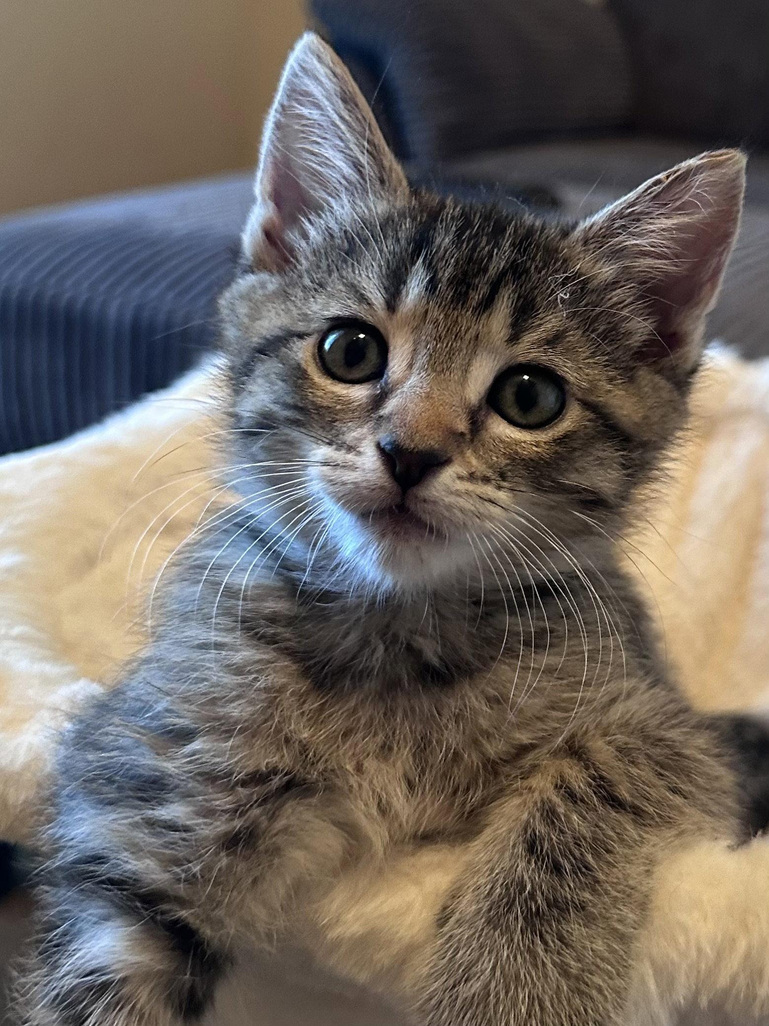 Enlarge Angelique ( Monica), a Adopted Tabby in Vallejo, CA image 3/3