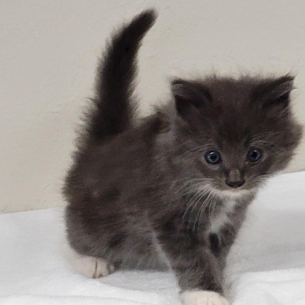 BUTCHER, Adoptable, Kitten Male Domestic Long Hair.