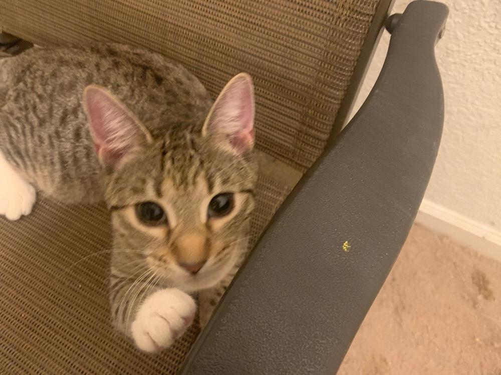 Princess, Adoptable, Kitten Female Domestic Short Hair.