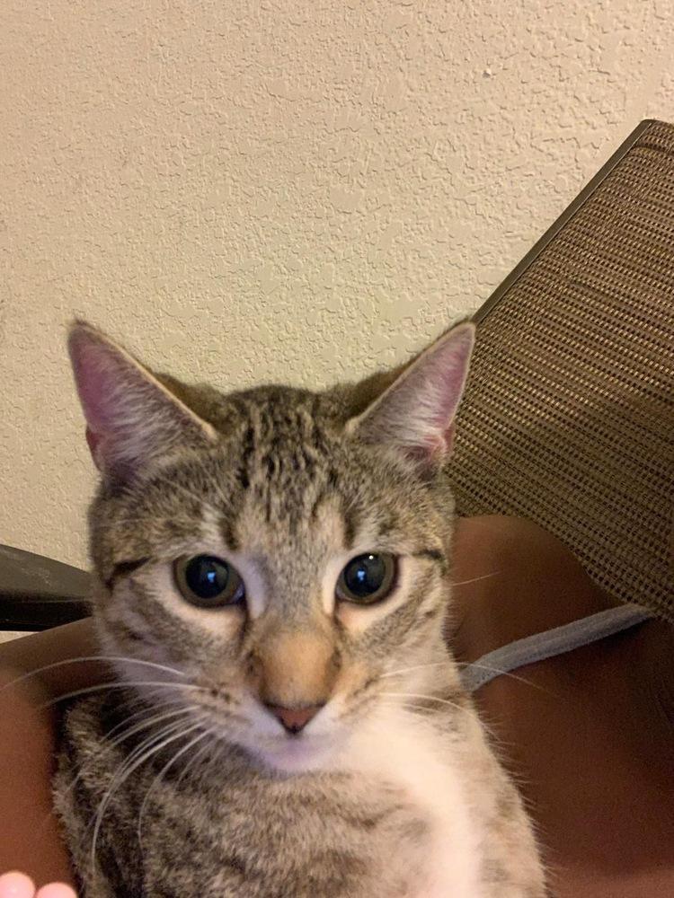 Enlarge Princess, a Adoptable Domestic Short Hair in Hudson, NH image 2/2