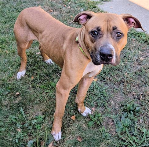 Enlarge JADE, a Adoptable mixed breed in Akron, OH image 1/1