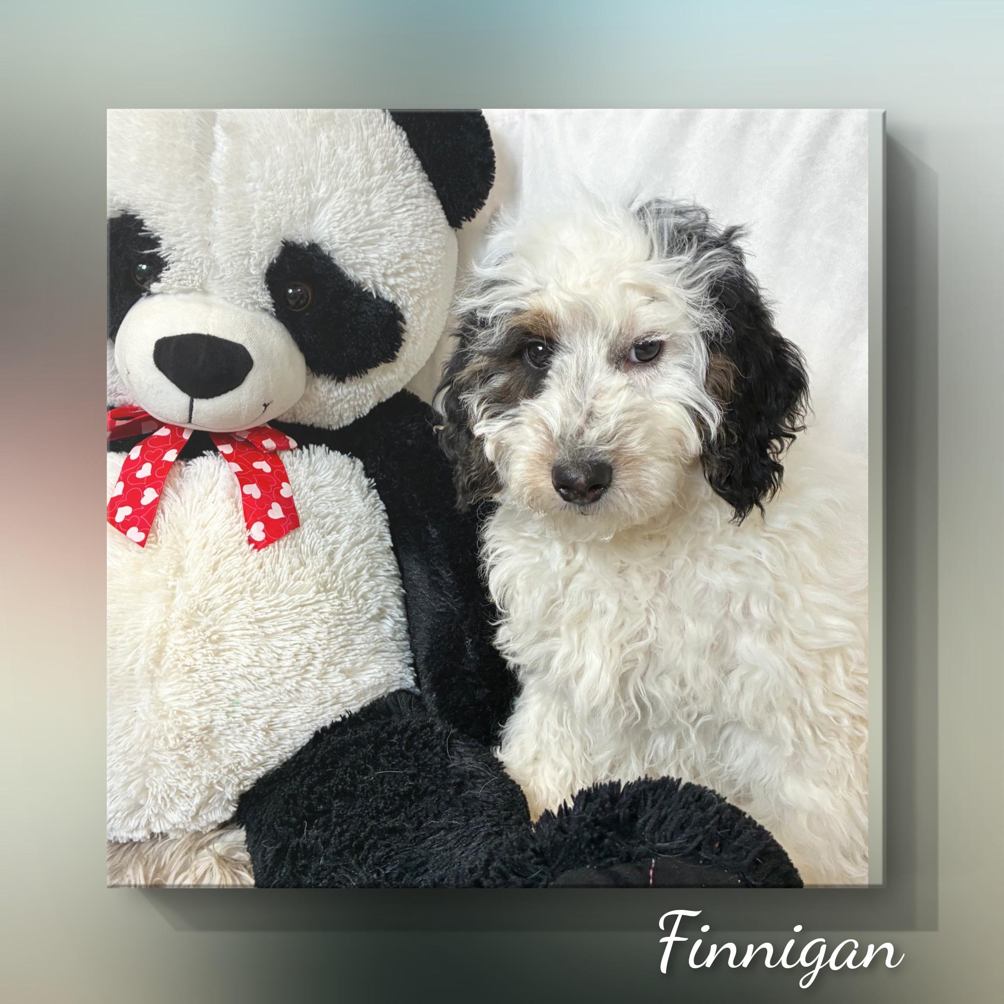 Enlarge Finnigan, an adopted Bernadoodle in Fredericksburg, VA image 4/6
