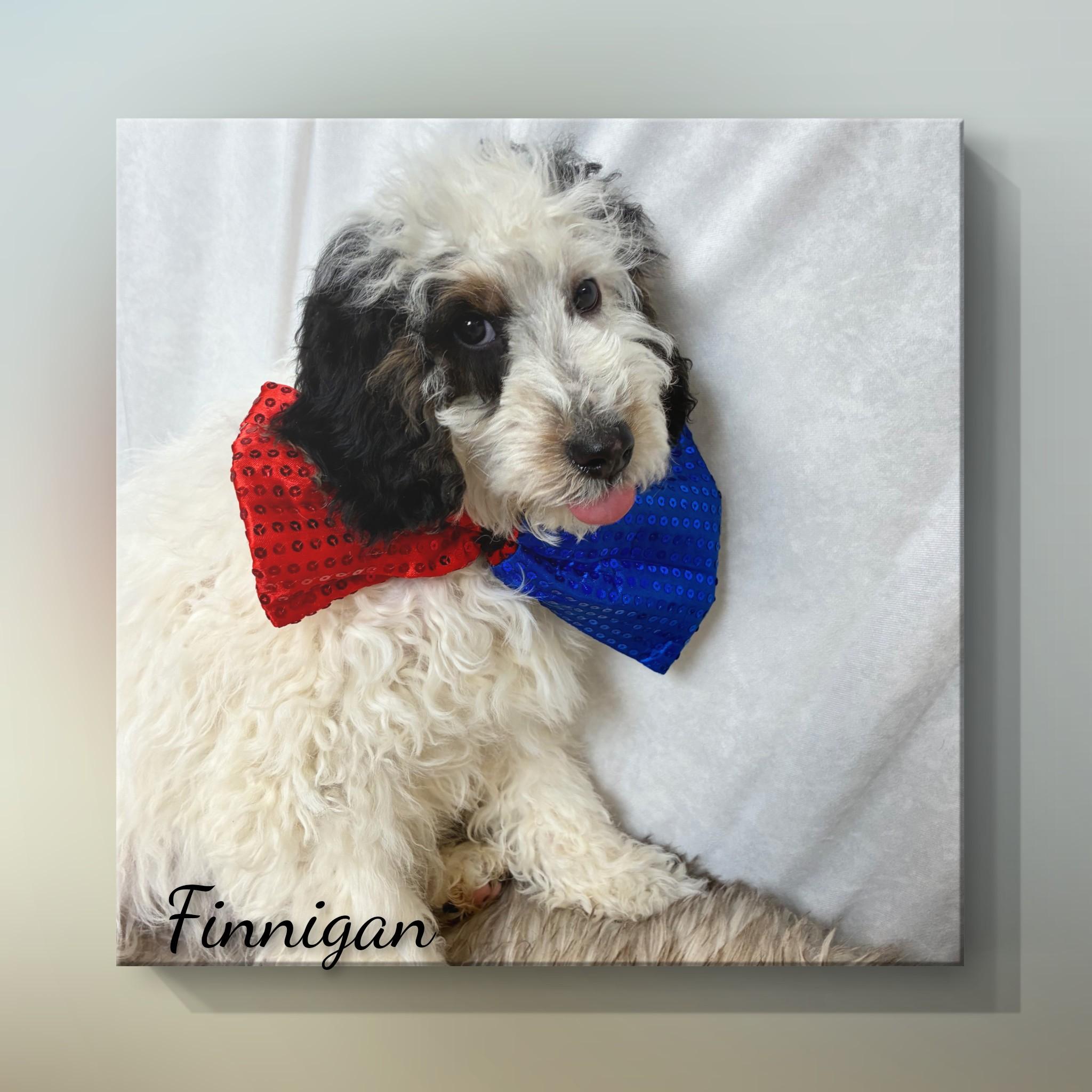 Enlarge Finnigan, an adopted Bernadoodle in Fredericksburg, VA image 3/6