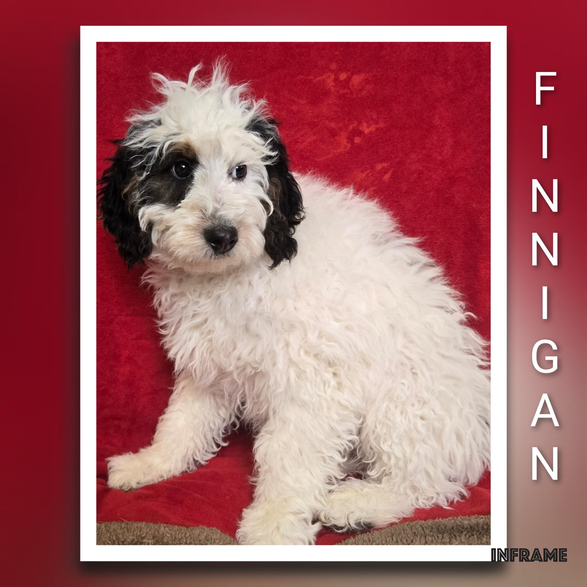 Enlarge Finnigan, an adopted Bernadoodle in Fredericksburg, VA image 2/6