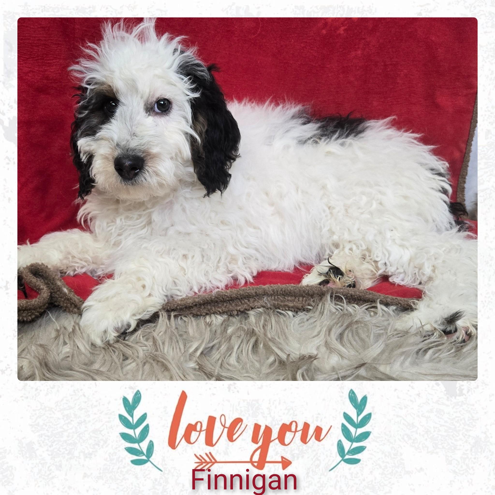 Finnigan, adopted, Puppy Male Bernadoodle.