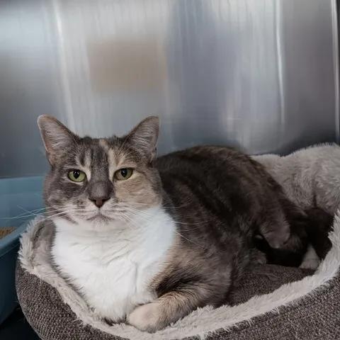Honeydew, ADOPTABLE, Adult Female Domestic Short Hair.