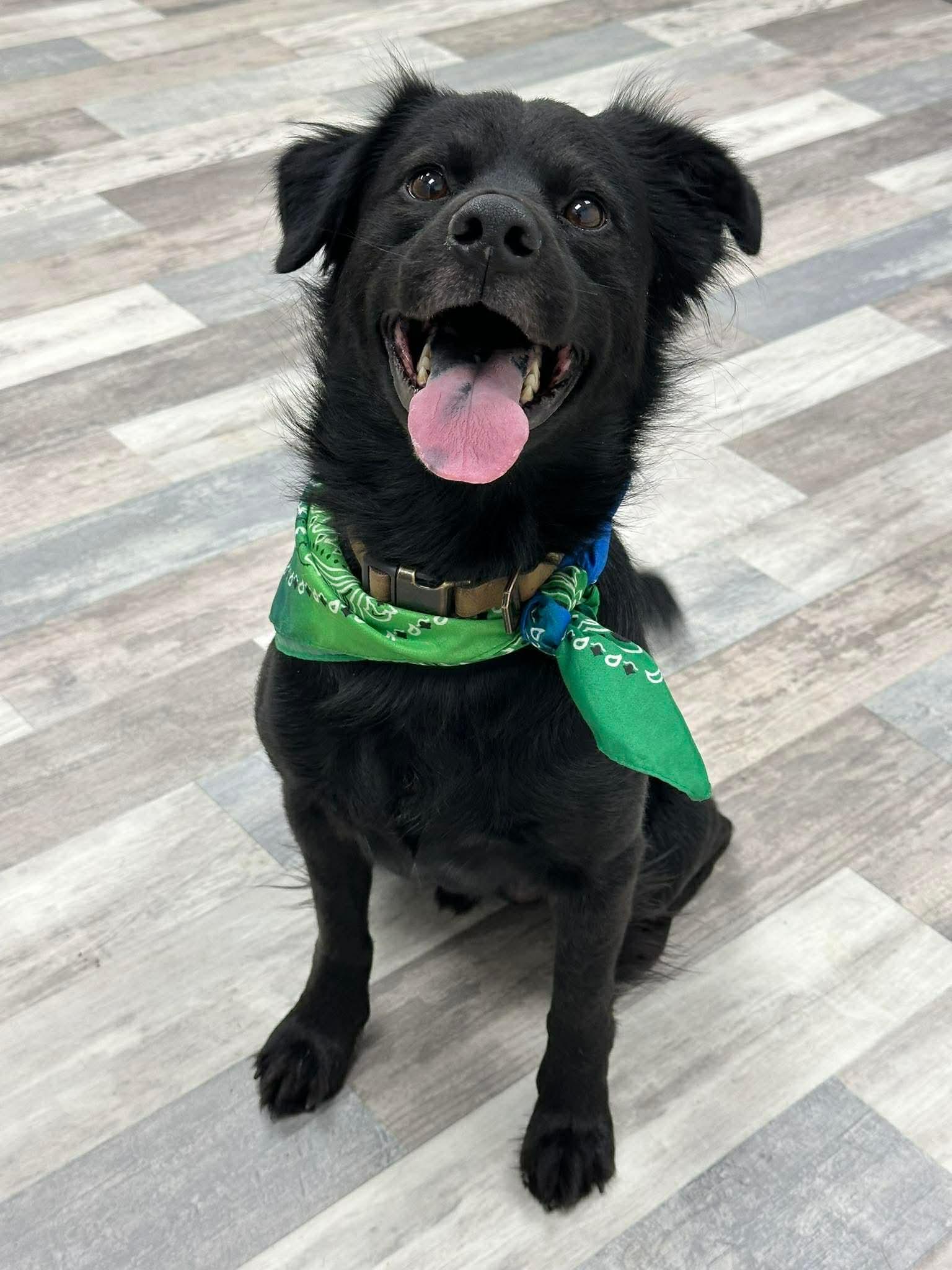 Buddy, a ADOPTABLE mixed breed in Olympia, WA image 4/5