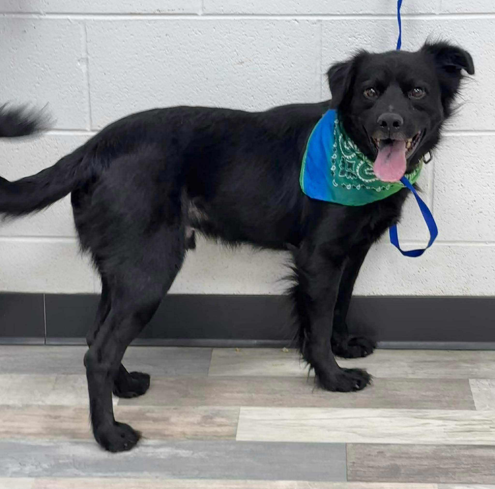 Buddy, a ADOPTABLE mixed breed in Olympia, WA image 3/5