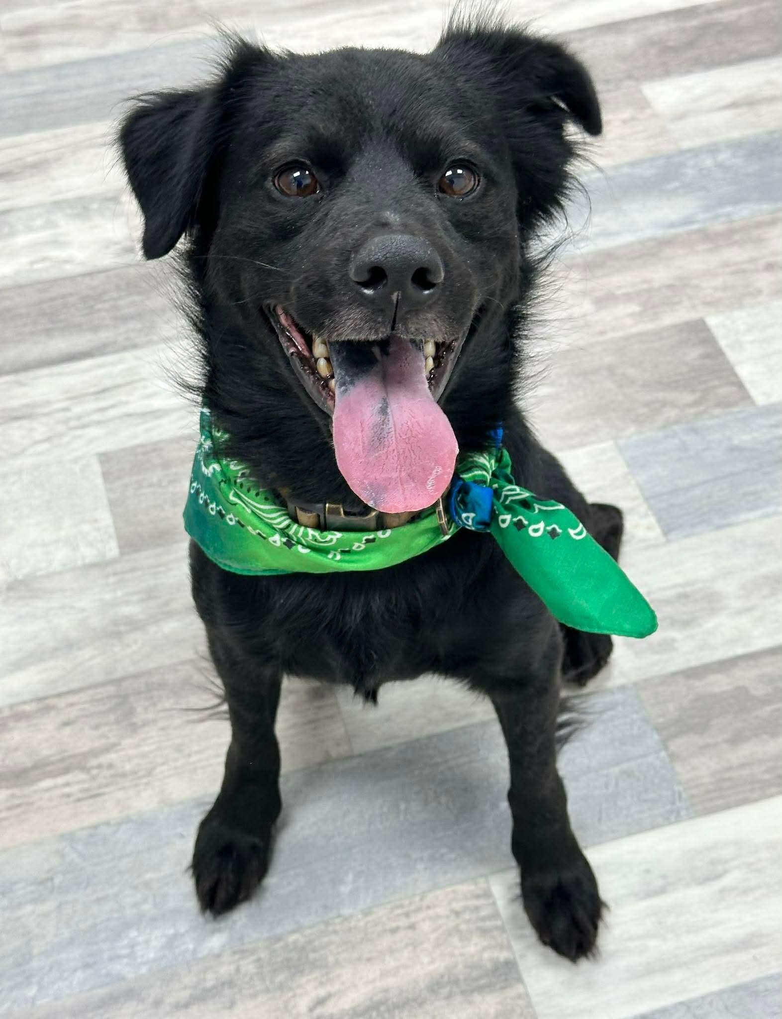 Buddy, a ADOPTABLE mixed breed in Olympia, WA image 1/5