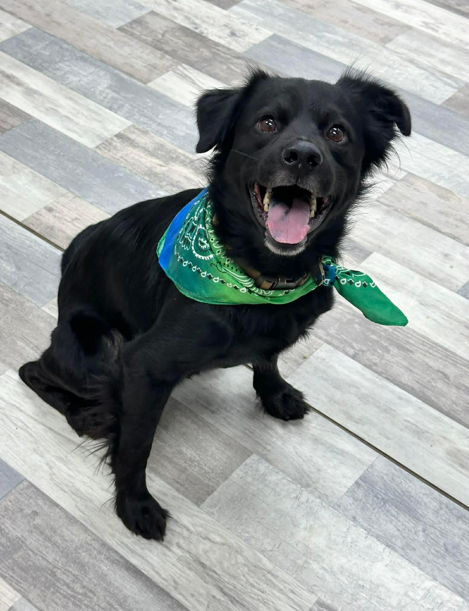 Buddy, a ADOPTABLE mixed breed in Olympia, WA image 5/5