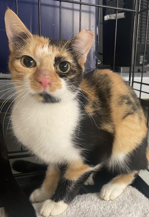 Enlarge Milk Duds, a ADOPTABLE Domestic Short Hair in Germantown, TN image 1/1