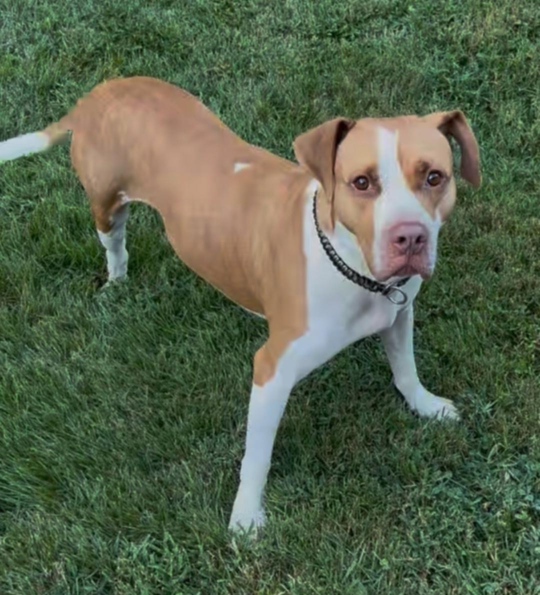 Billy, a Adopted mixed breed in Dover, TN image 2/2