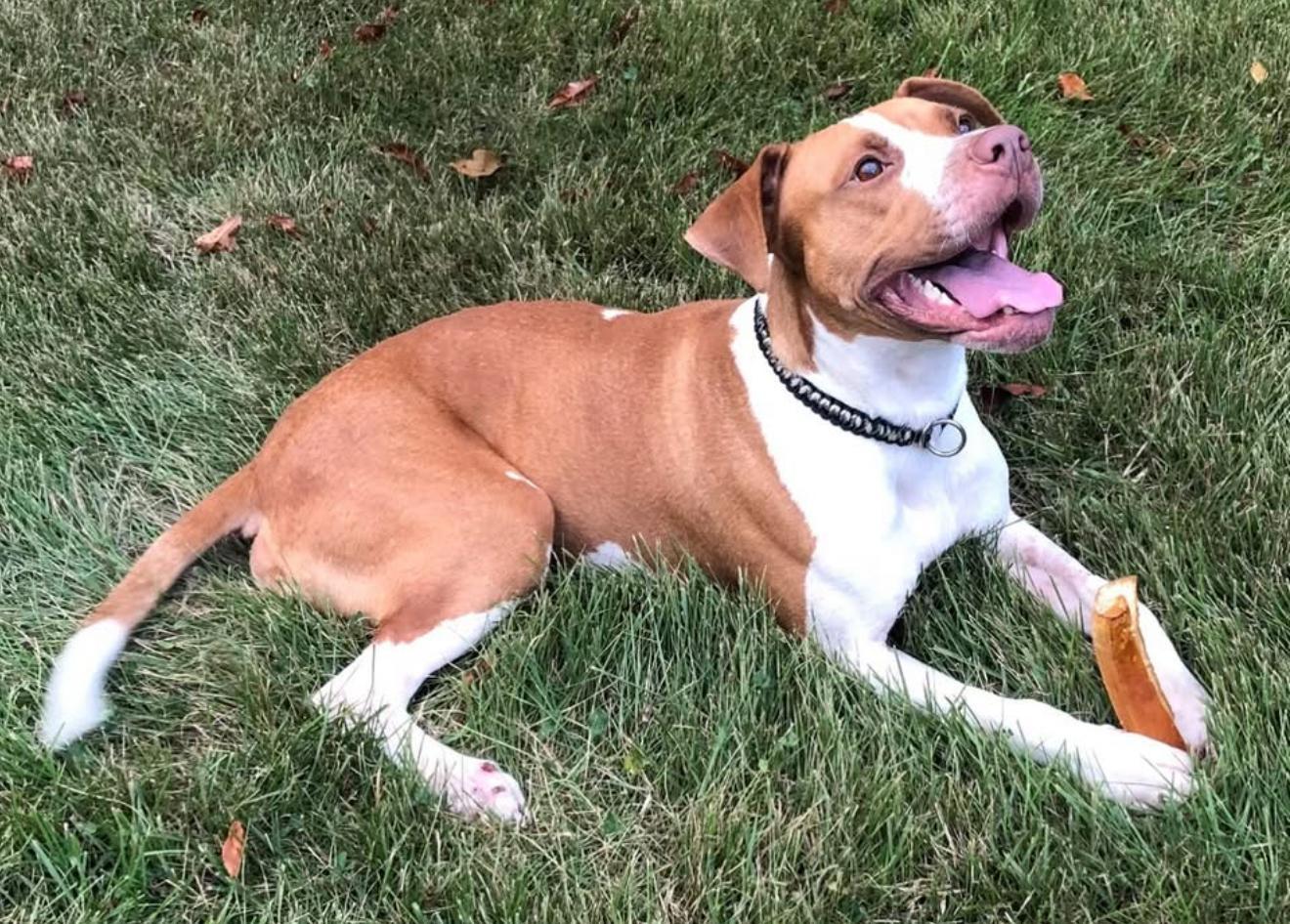 Billy, a Adopted mixed breed in Dover, TN image 1/2