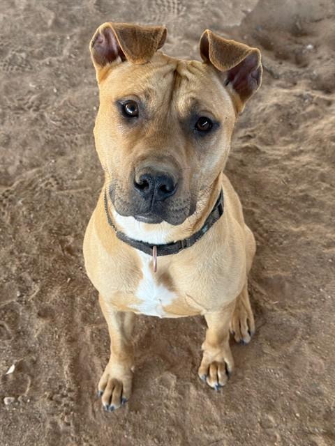 JUDGE, Adoptable, Adult Male American Staffordshire Terrier & Mixed Breed.