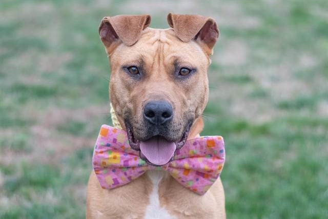 JUDGE, Adoptable, Adult Male American Staffordshire Terrier & Mixed Breed.