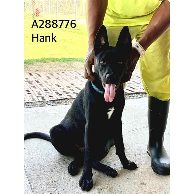 Enlarge HANK, a Adoptable mixed breed in Macon, GA image 1/1