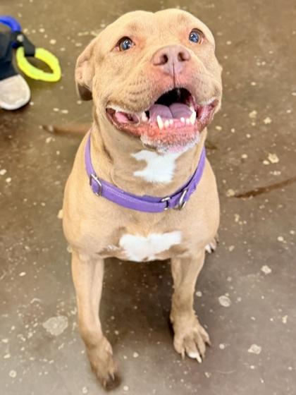 Enlarge Puppup, a Adoptable mixed breed in Cincinnati, OH image 1/3