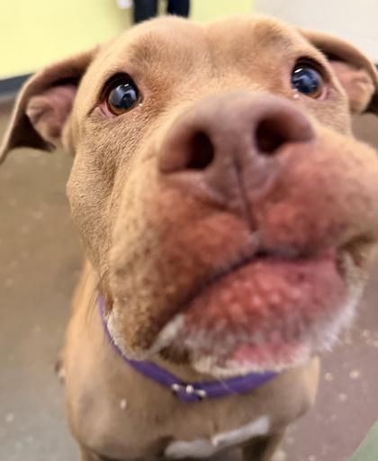 Enlarge Puppup, a Adoptable mixed breed in Cincinnati, OH image 3/3