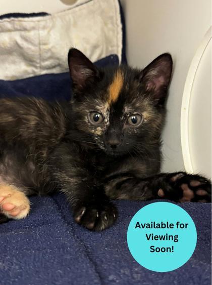 Enlarge Sissy, a Adoptable mixed breed in Kalispell, MT image 1/1