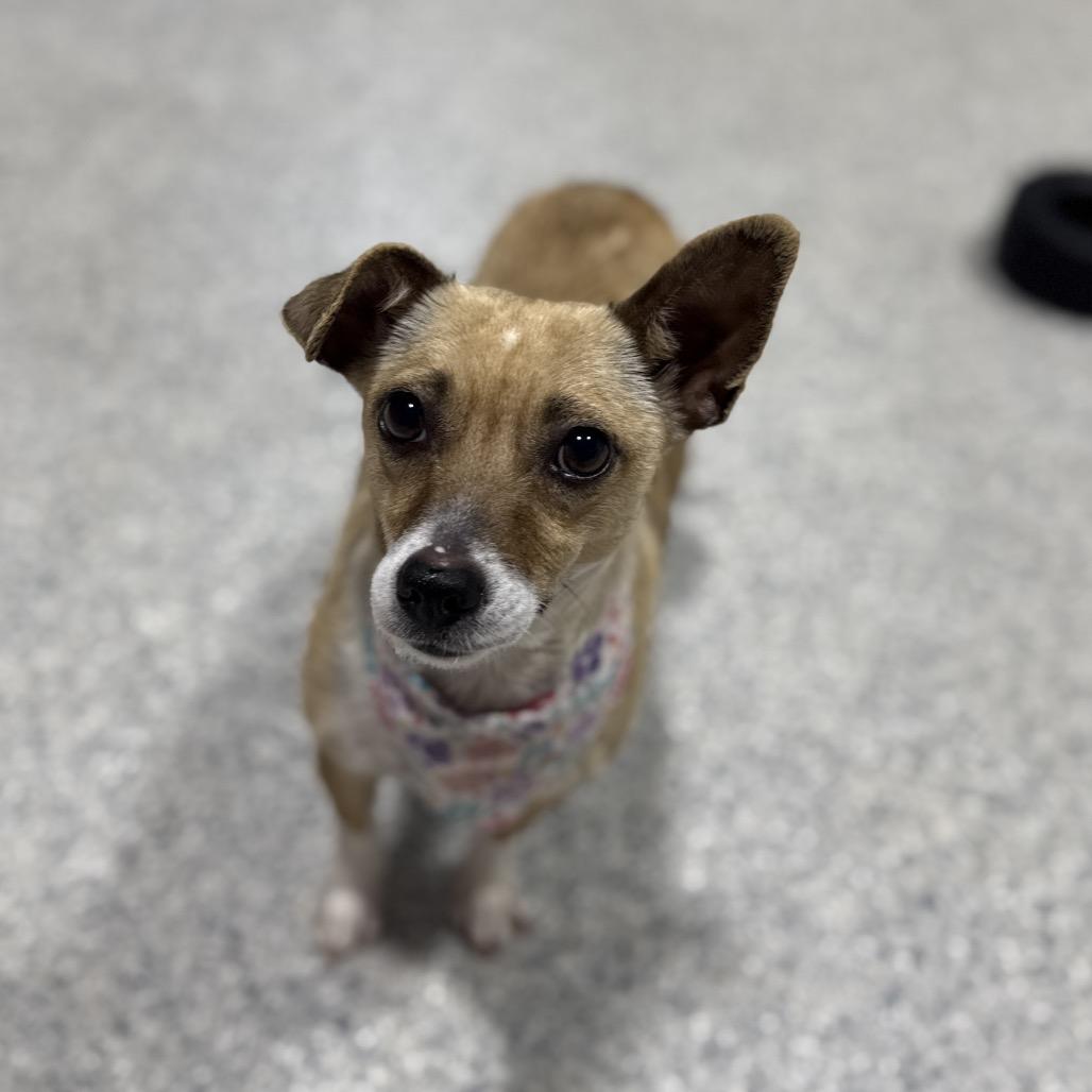 Indie, Adoptable, Adult Female Chihuahua.