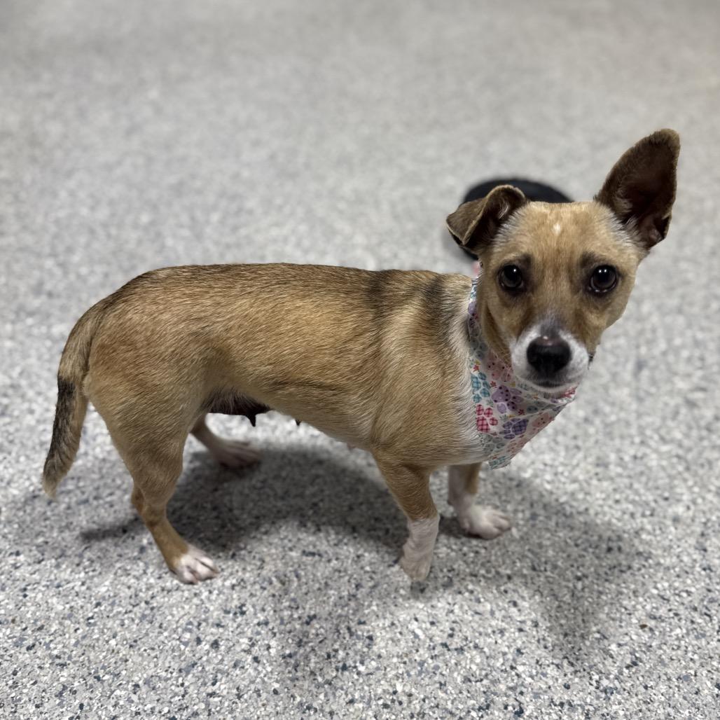 Enlarge Indie, a Adoptable Chihuahua in Newberg, OR image 2/6