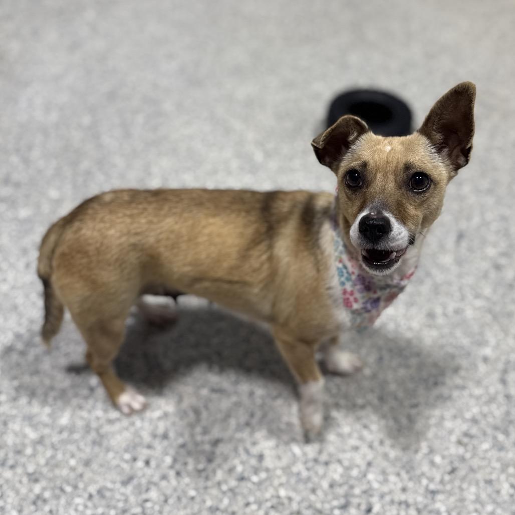 Enlarge Indie, a Adoptable Chihuahua in Newberg, OR image 3/6