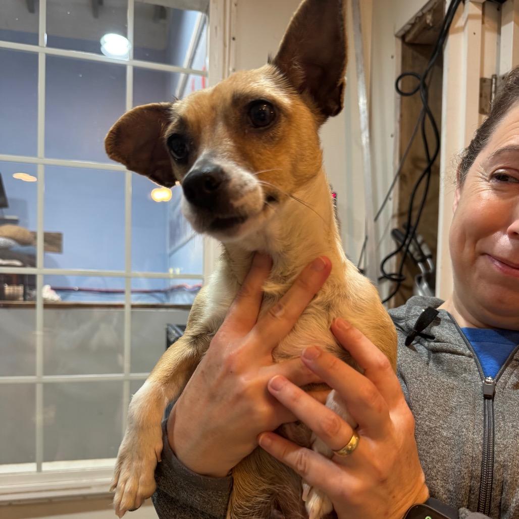 Enlarge Indie, a Adoptable Chihuahua in Newberg, OR image 4/6