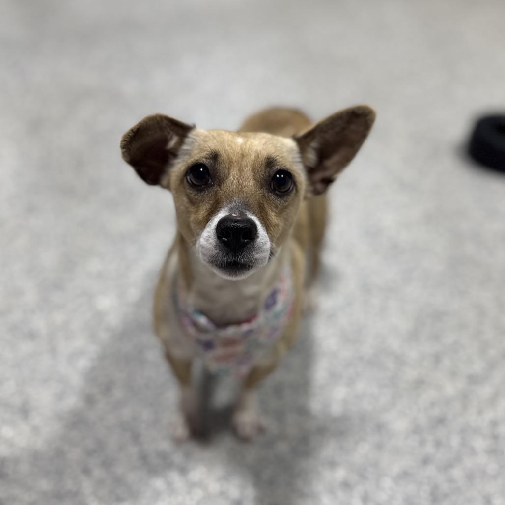 Enlarge Indie, a Adoptable Chihuahua in Newberg, OR image 5/6