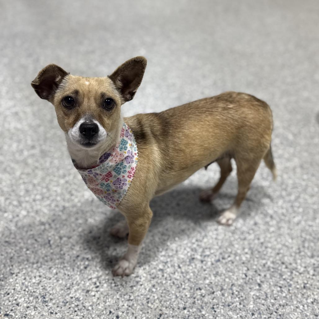 Enlarge Indie, a Adoptable Chihuahua in Newberg, OR image 6/6