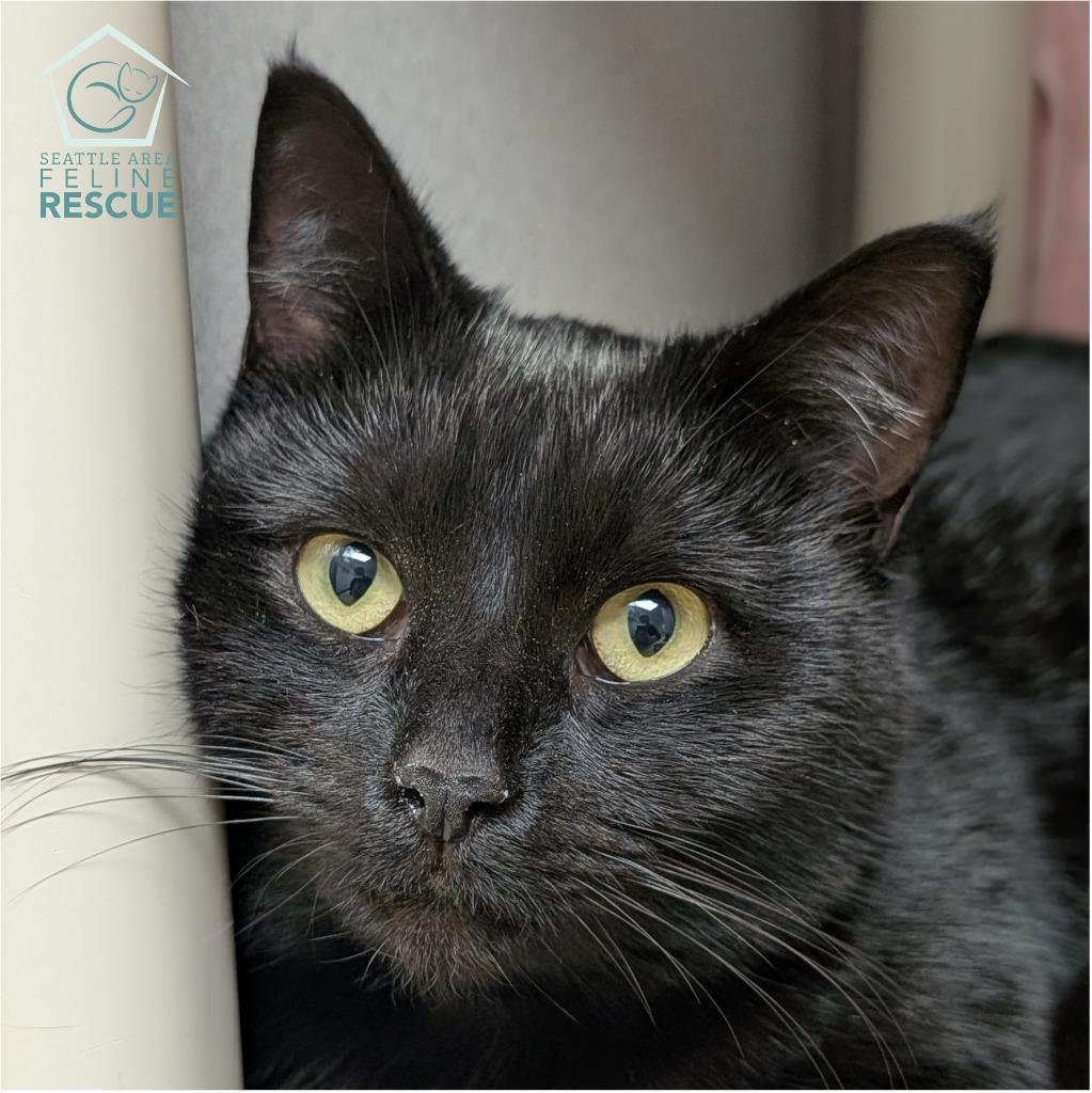 Enlarge Molly Moon, a Adoptable mixed breed in Shoreline, WA image 1/1