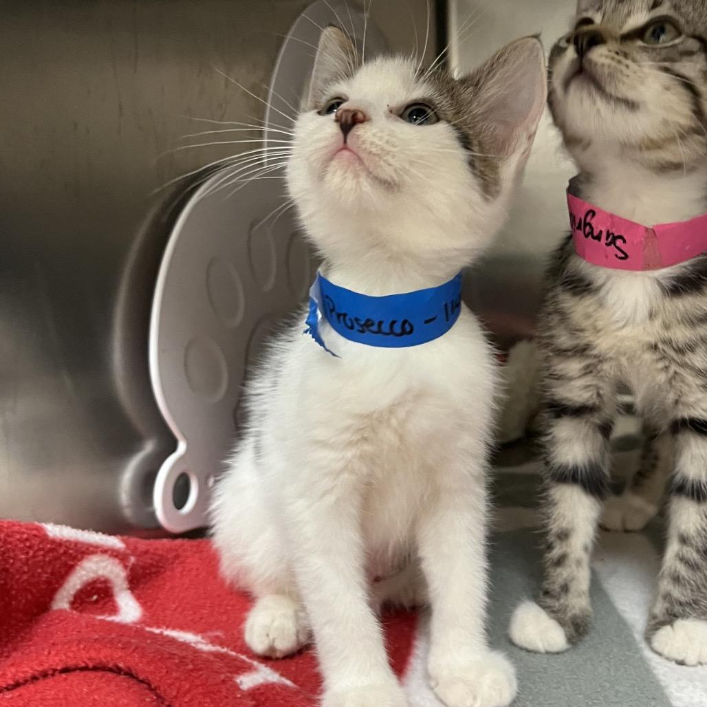 Enlarge Prosecco, a Adoptable Domestic Short Hair in Lakeland, FL image 1/4