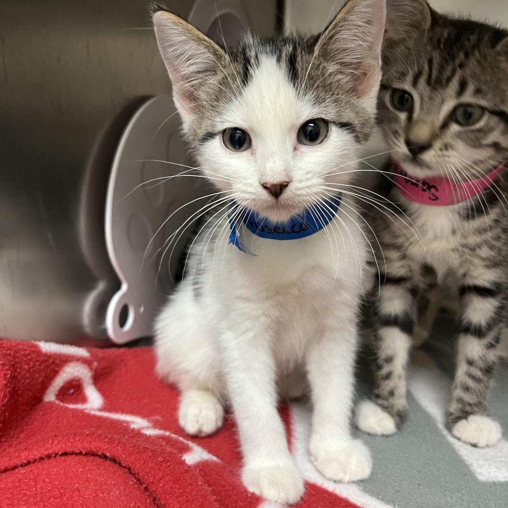Enlarge Prosecco, a Adoptable Domestic Short Hair in Lakeland, FL image 2/4